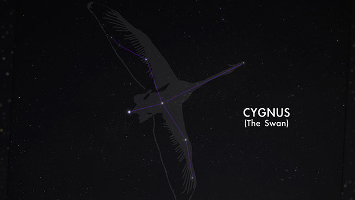The constellation Cygnus represents a graceful swan soaring across the dusty lanes of the Milky Way.