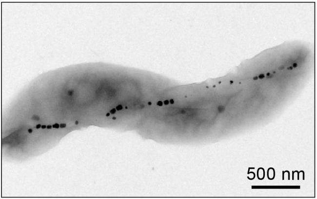 Magnetic Imaging of Living Cells